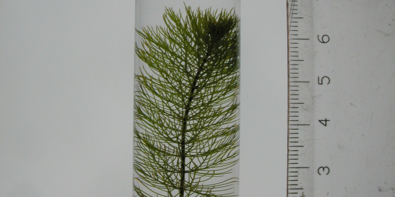 In einem mit Wasser gefüllten Testgefäß aus Glas befindet sich ein grüner Spross des ährigen Tausendblattes. Neben dem Gefäß steht aufrecht ein Lineal. 
