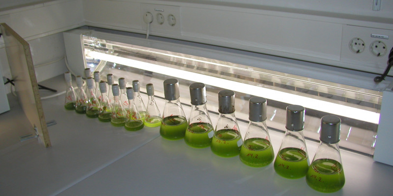 Prüfgefäße aus Glas mit einer grünen Flüssigkeit stehen vor einer Lichtquelle und werden angeleuchtet. 