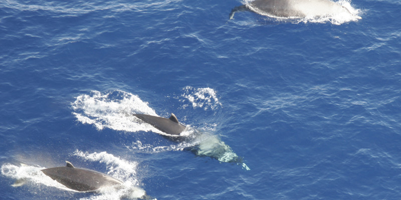 Drei Layard-Wale schwimmen und durchstoßen mit ihren Rücken die Wasseroberfläche. 