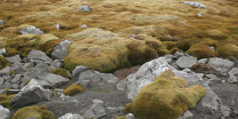 Ein grün-braunes, großflächiges Moospolster wächst auf steinigem Untergrund.