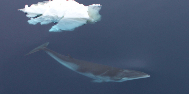 Ein Zwergwal taucht unter einer Eisscholle. Das klare Wasser macht seine Sichtung möglich.