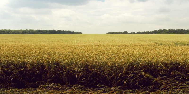 Angepasste Getreidesorten halten Trockenheit und Hitze besser aus.