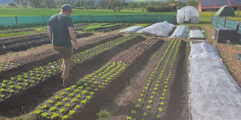 Das Bild zeigt Anbauflächen (Salat) für eine Market-Gardening-Maßnahme. 