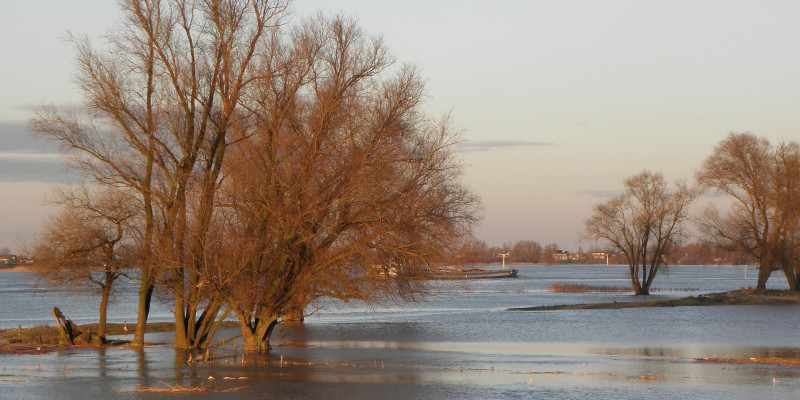 Überflutungen setzen den Lebensraum vieler Tiere unter Wasser.
