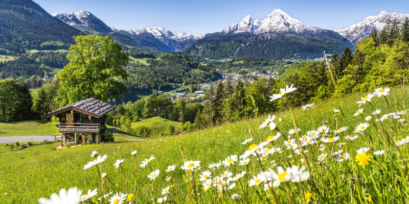 Alpenwiese vor Gebirgskette