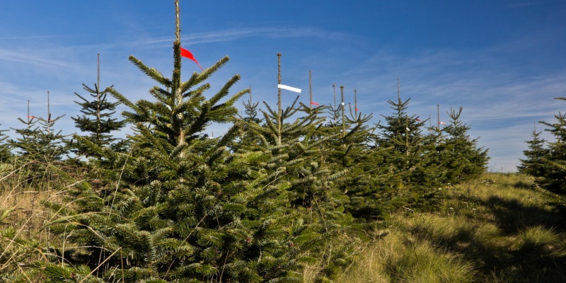 In Reihe gepflanzte Nadelbäume in einer Weihnachtsbaumkultur