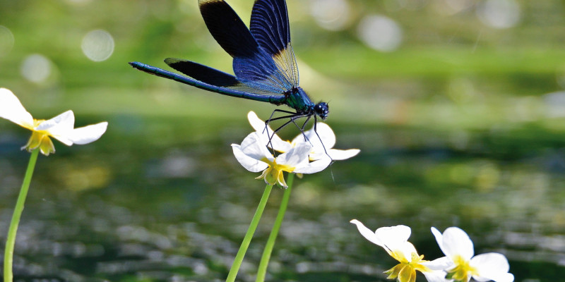 In the foreground the picture shows a banded demoiselle which has landed on the blossom of a yellow waterbuttercup. The background of this picture is blurred.