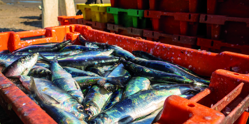 The picture shows an orange-coloured box made of plastic, containing dead herrings. Behind this box, it is possible to see a pile of additional boxes. 