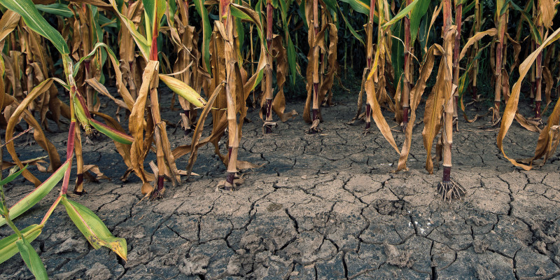 The picture shows a sectional view of a maize field with desiccated parts of plants and bare ground. Cracked soil is visible in between the plants. 