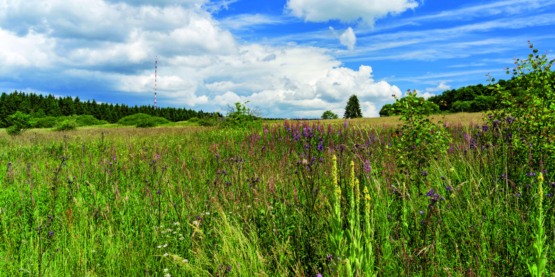 The picture shows a meadow with flowers in various colours and small trees in the foreground. A woodland is visible on the horizon. The sky is partly cloud-covered.