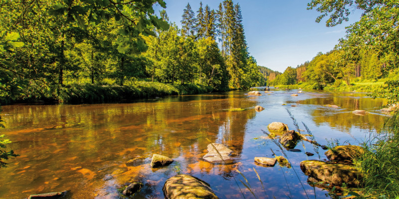 The picture shows a shallow, slow-flowing watercourse in sunny weather under a cloudless sky. Through the clear, reddish-brown shimmering water, the stony bed of the river is visible; some of the stones in the foreground project beyond the surface of the water. The banks are lined by mixed woodlands.