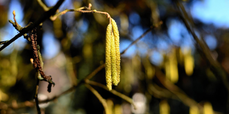 Blüte des Haselnussbaums