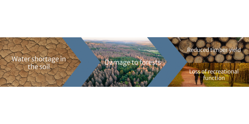 A climate impact chain is shown. A lack of water in the soil leads to damage to forests and consequently to falling timber yields and the loss of recreational function.