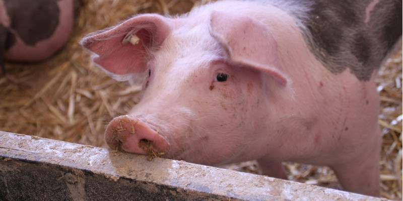 Schweine