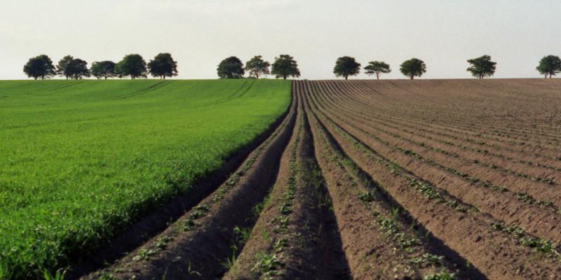 Acker, der teils begrünt, teils frisch angebaut wurde. Die Furchen auf dem frisch bepflanzten Acker sind tief. Am Horizont sind vereinzelte Laubbäume und Himmel zu sehen. 