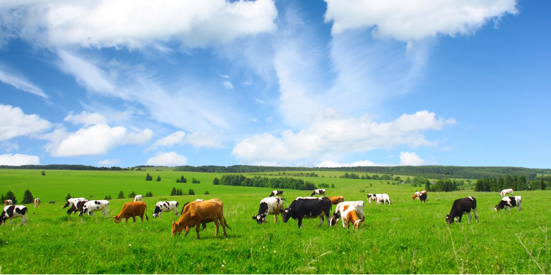 im unteren Bildrand: Kuhherde auf einer grasgrünen Weide, die weiden; im oberen Bildrand: blauer Himmel mit vielen Wolken