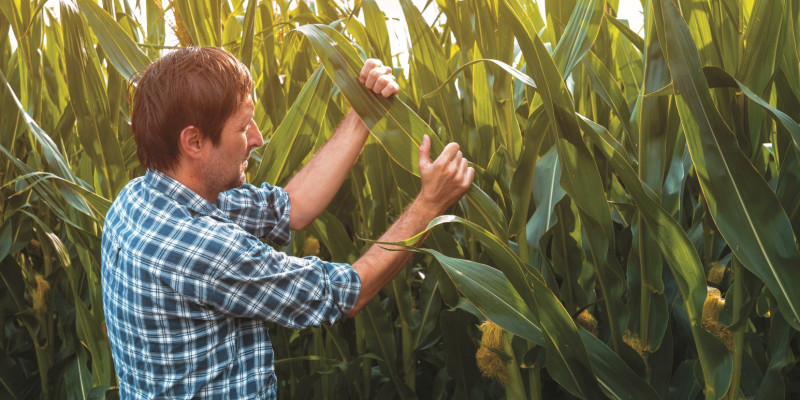  The picture shows a man standing in a maize field examining the leaves of a maize plant. 