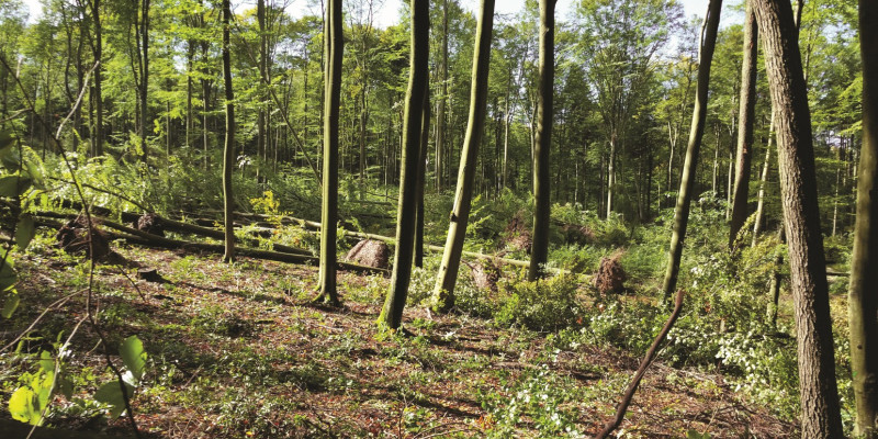 The picture shows a forest with beech trees. Numerous trees lie uprooted on the ground.