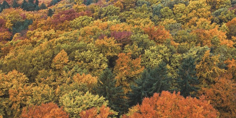 The picture shows the colourful canopy of a forest composed of different deciduous and coniferous tree species.