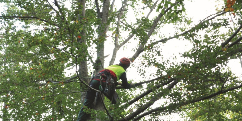 The picture shows a tree climber working high up in the crown of a deciduous tree. 