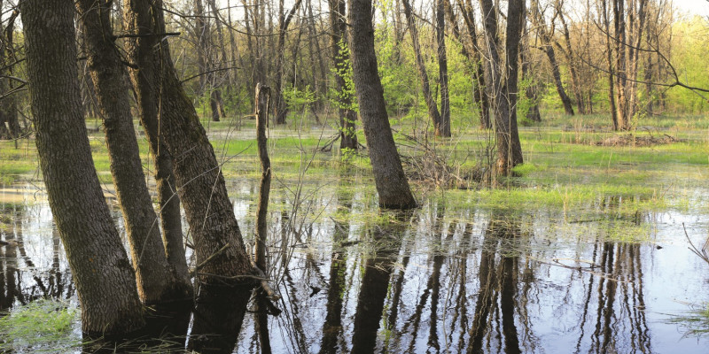 Das Bild zeigt einen überfluteten Laubwald.