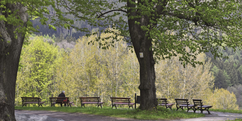 Das Bild zeigt einen von hohen Bäumen gesäumten Weg, an dessen Rand Sitzbänke stehen. Ein Mensch sitzt auf einer der Bänke und blickt in die sich angrenzende Waldlandschaft.  