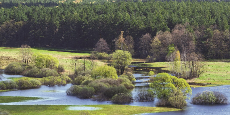 Das Bild zeigt einen Bach, der weit in die ihn umgebende Wiesenlandschaft ausgeufert ist. Einzelne Busch- und Baumgruppen stehen im Wasser. Im Hintergrund sieht man einen Nadelwald.