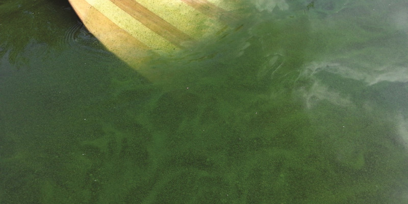 The picture shows a boat paddle immersed in water with strong blue-green algae development.
