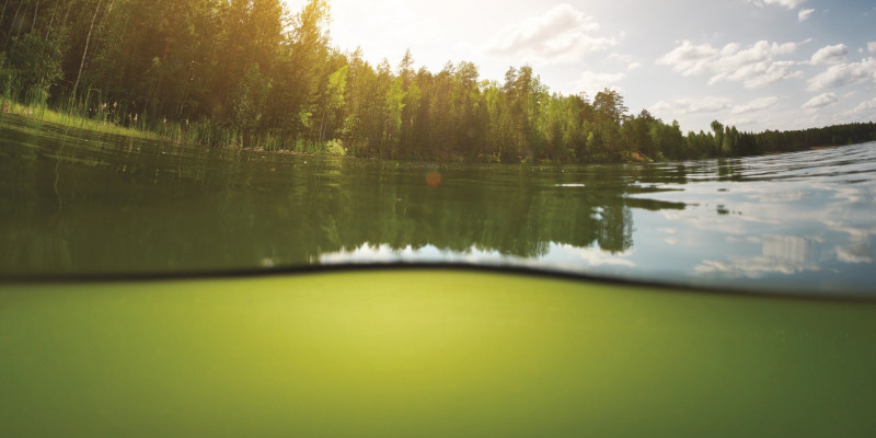 The picture is taken half under water, half above the surface of a lake. The water appears olive green. The shore of the lake is partly covered with trees.