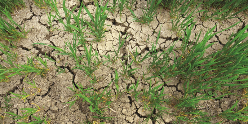 The picture shows a severely dried out, cracked soil with single green stalks of grain growing out of it.