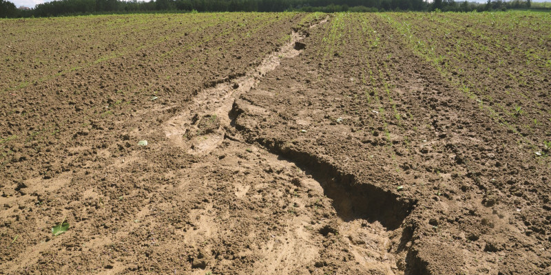 The picture shows a field with young plants. A large erosion gully without vegetation runs through the field.
