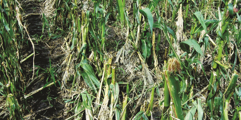 The picture shows a maize field. The maize plants are bent and tattered and can hardly be recognised as such. 