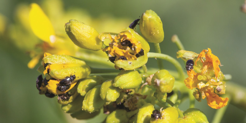 The picture shows a close-up of a rape flower with numerous black beetles feeding on the flowers.
