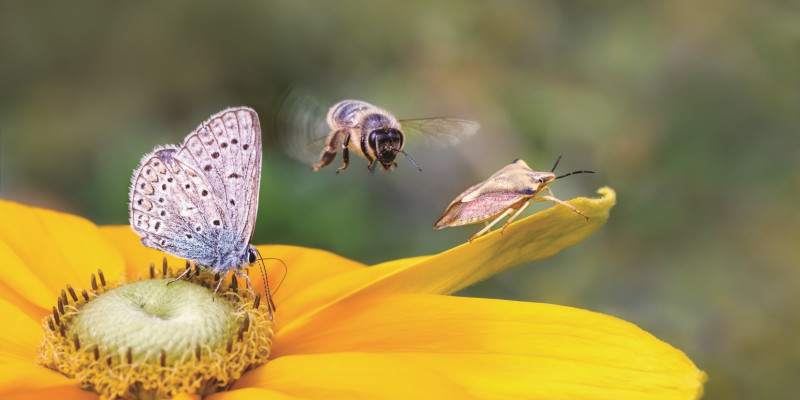 Das Bild zeigt in Nahaufnahme eine gelbe Blüte, auf der ein Schmetterling (Bläuling) und eine Wanze sitzen. Eine Biene ist gerade im Anflug.