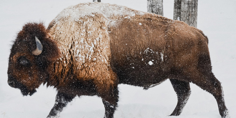 Ein Bild zeigt einen Bison, der durch den Schnee läuft.