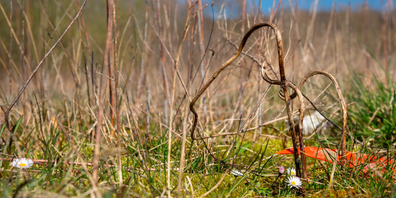 Ein Bild mit einer Wiese, ein Gänseblümchen und Plastik. Es handelt sich hier um das Thema Mikroplastik in Böden. 