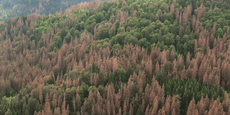 The picture shows a slope densely covered with conifers. About a third of the spruces have died. 