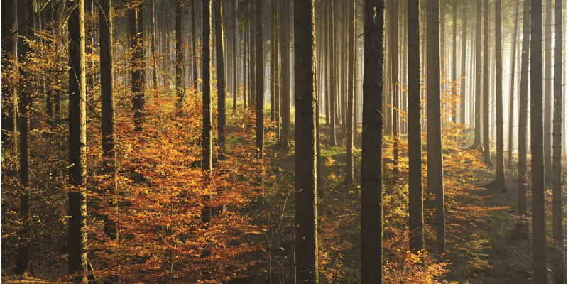 The picture shows an autumnal spruce forest with numerous young beech trees growing up on the ground.