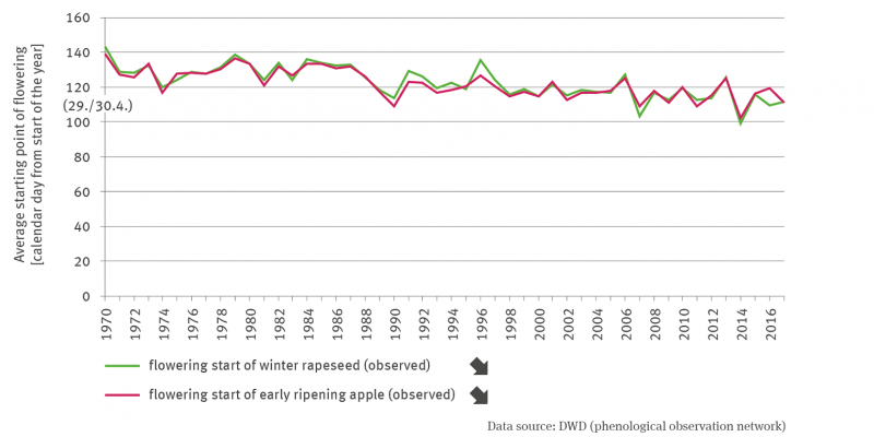 The line graph shows the development of the observed mean time of the beginning of flowering of winter rape and of early ripening apple as a calendar day from the beginning of the year. Both time series between 1970 and 2017 show a significantly decreasing trend with annual fluctuations. The lines are very close to each other, partly also on top of each other. 