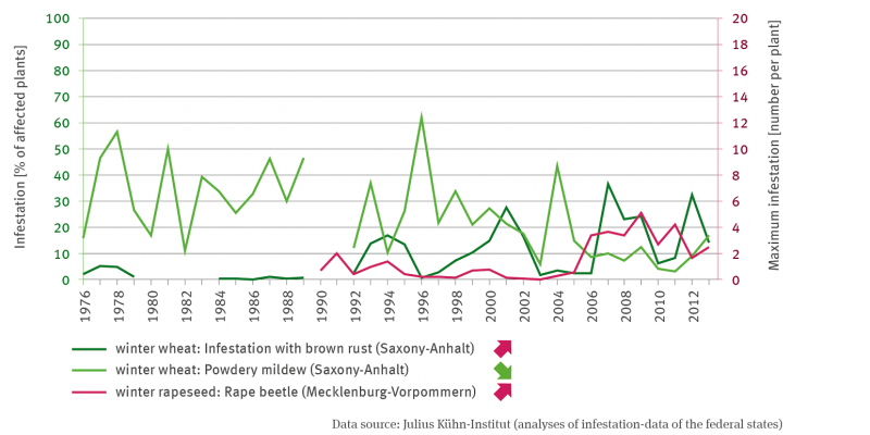 The line graph shows the infestation as a percentage of infested plants of winter wheat, namely brown rust infestation and powdery mildew infestation, both for Saxony-Anhalt.