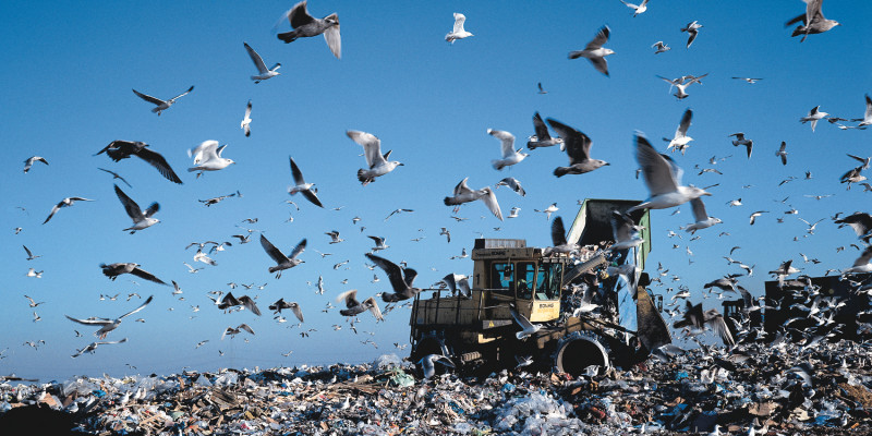 garbage dump and seagulls