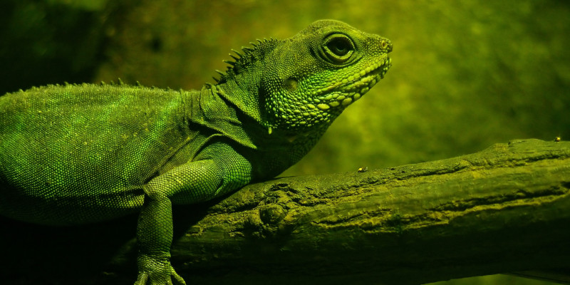 Ein grüner Leguan sitzt auf einem grünen Ast