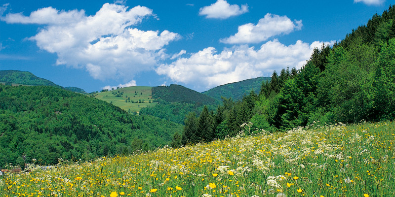 Hügelige Landschaft mit Wiesen und Wäldern