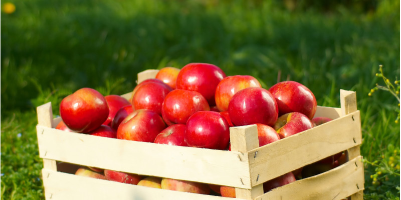 Apfelkiste in Apfelplantage