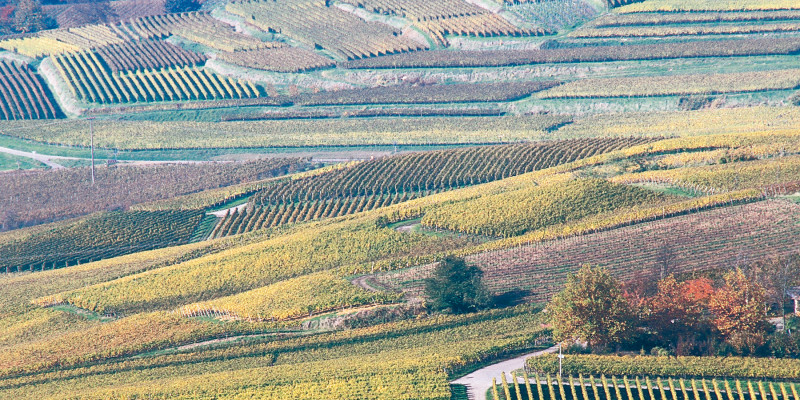 agriculture