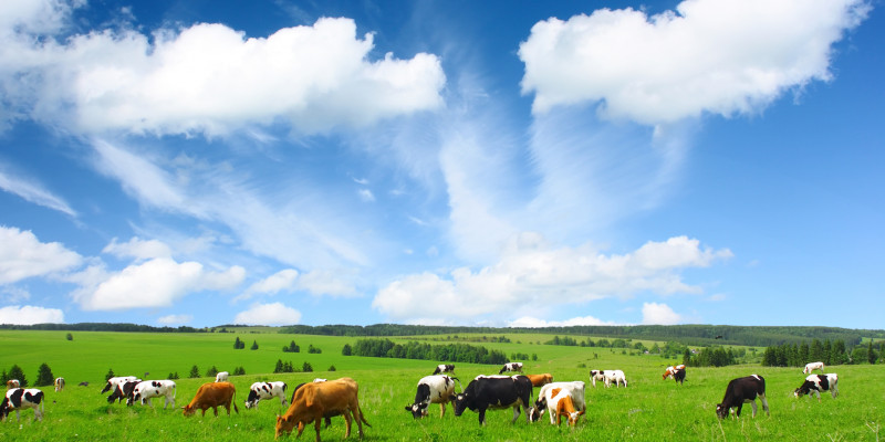 Cows standing on a green meadow. The sky is blue, only some clouds are visible.