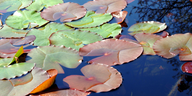 Große braune und grüne Seerosenblätter auf einem Teich