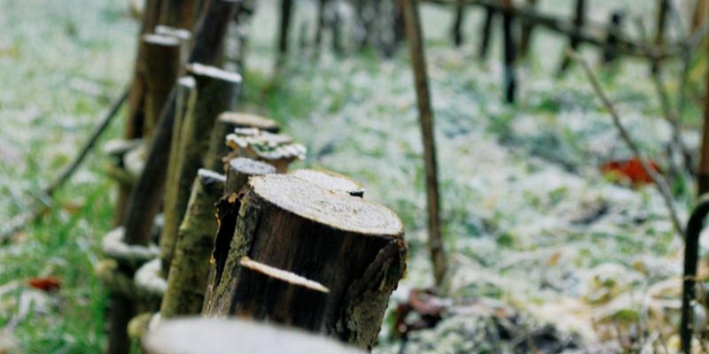 Der Blick streift nah über Gartenboden