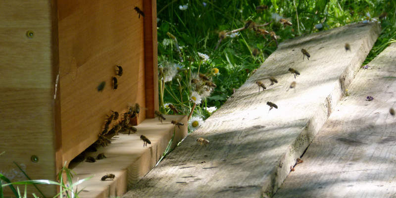 Bienenstock und ein- und ausfliegende Bienen