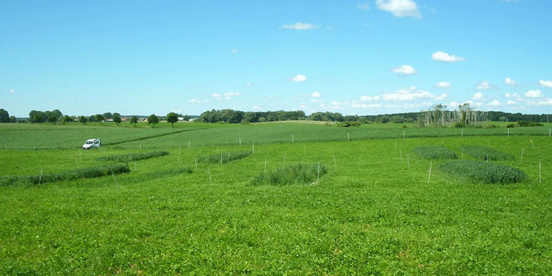 Weizenfeld mit blauem Himmel im Hintergrund